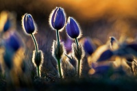Koniklec velkokvety - Pulsatilla grandis - Pasqueflower o8399